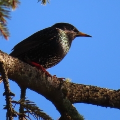 Sturnus vulgaris at Braidwood, NSW - 3 Aug 2023