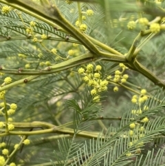 Acacia decurrens (Green Wattle) at Greenway, ACT - 2 Aug 2023 by JaneR