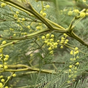 Acacia decurrens at Greenway, ACT - 2 Aug 2023 11:27 AM