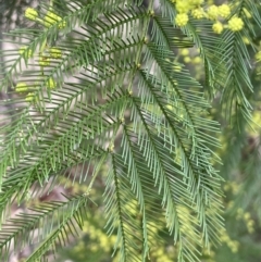 Acacia decurrens at Greenway, ACT - 2 Aug 2023 11:27 AM