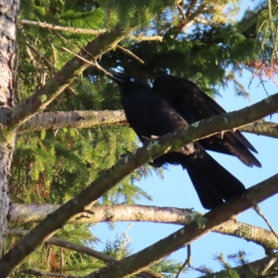 Corvus mellori (Little Raven) at Braidwood, NSW - 2 Aug 2023 by MatthewFrawley