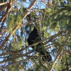 Corvus mellori at Braidwood, NSW - 3 Aug 2023