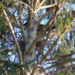 Corvus mellori at Braidwood, NSW - 3 Aug 2023