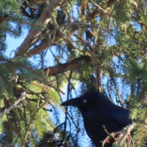 Corvus mellori at Braidwood, NSW - 3 Aug 2023