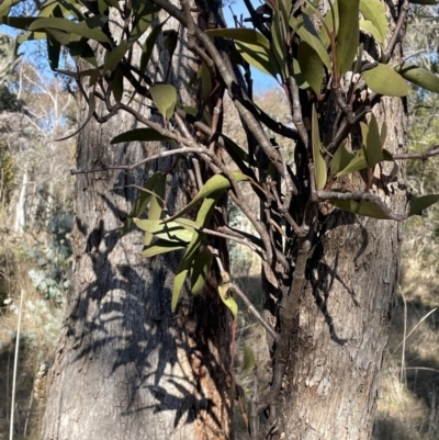 Muellerina eucalyptoides (Creeping Mistletoe) at Bungendore, NSW - 12 Jul 2023 by JaneR