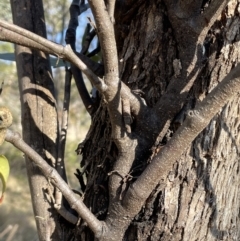 Muellerina eucalyptoides at Bungendore, NSW - 12 Jul 2023 02:35 PM