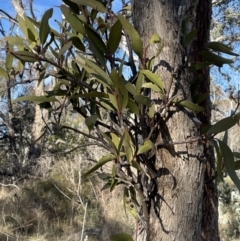 Muellerina eucalyptoides at Bungendore, NSW - 12 Jul 2023 02:35 PM