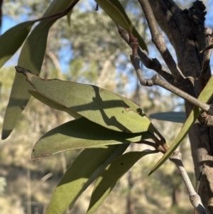 Muellerina eucalyptoides at Bungendore, NSW - 12 Jul 2023