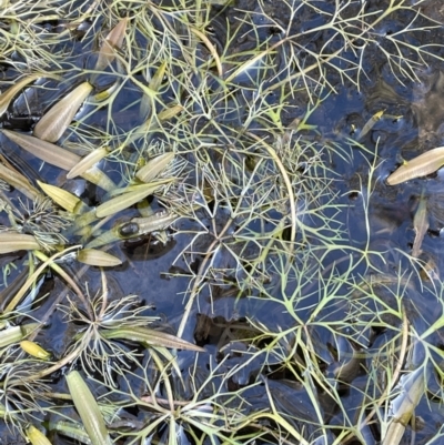 Ranunculus inundatus (River Buttercup) at Bungendore, NSW - 12 Jul 2023 by JaneR