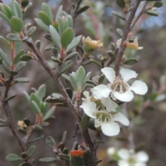 Leptospermum myrtifolium (Myrtle Teatree) at Paddys River, ACT - 17 Jan 2023 by MichaelBedingfield