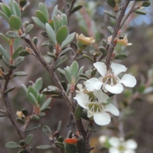 Leptospermum myrtifolium at Paddys River, ACT - 17 Jan 2023 06:11 PM