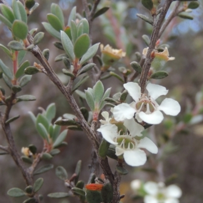 Leptospermum myrtifolium (Myrtle Teatree) at Paddys River, ACT - 17 Jan 2023 by MichaelBedingfield
