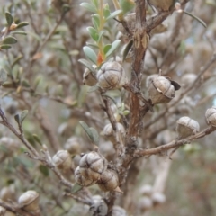 Leptospermum myrtifolium at Paddys River, ACT - 17 Jan 2023 06:11 PM