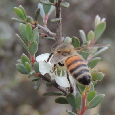 Apis mellifera (European honey bee) at Paddys River, ACT - 17 Jan 2023 by michaelb