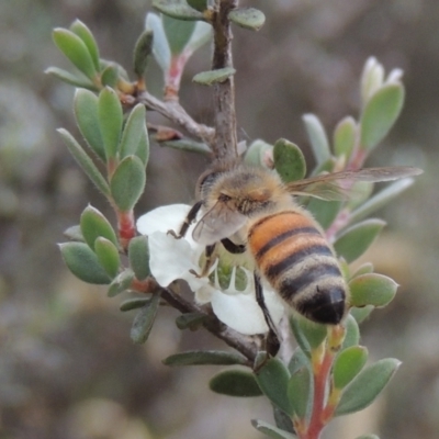 Apis mellifera (European honey bee) at Paddys River, ACT - 17 Jan 2023 by MichaelBedingfield