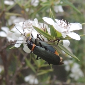 Chauliognathus lugubris at Paddys River, ACT - 17 Jan 2023