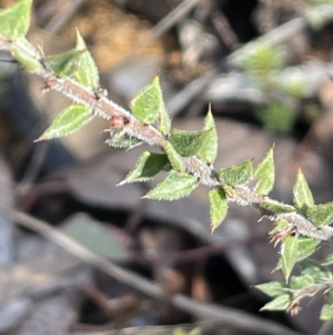 Acacia gunnii at Bungendore, NSW - 12 Jul 2023 11:02 AM