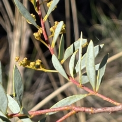 Acacia buxifolia subsp. buxifolia at Bungendore, NSW - 12 Jul 2023