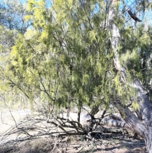 Exocarpos cupressiformis at Bungendore, NSW - 12 Jul 2023 11:59 AM