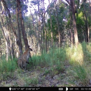 Notamacropus rufogriseus at Denman Prospect, ACT - 3 Dec 2022