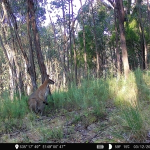 Notamacropus rufogriseus at Denman Prospect, ACT - 3 Dec 2022