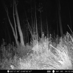 Vulpes vulpes (Red Fox) at Denman Prospect, ACT - 4 Dec 2022 by teeniiee