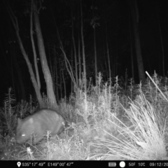 Vombatus ursinus (Common wombat, Bare-nosed Wombat) at Denman Prospect, ACT - 9 Dec 2022 by teeniiee