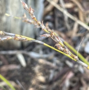 Lepidosperma laterale at Bungendore, NSW - 12 Jul 2023