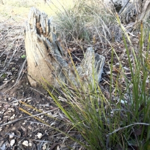 Lepidosperma laterale at Bungendore, NSW - 12 Jul 2023