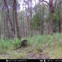 Wallabia bicolor (Swamp Wallaby) at Denman Prospect, ACT - 16 Nov 2022 by teeniiee