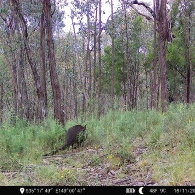 Wallabia bicolor (Swamp Wallaby) at Denman Prospect, ACT - 15 Nov 2022 by teeniiee