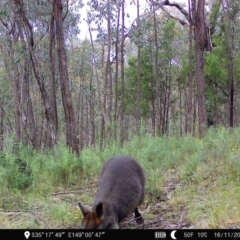 Wallabia bicolor at Denman Prospect, ACT - 16 Nov 2022