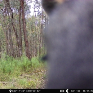 Wallabia bicolor at Denman Prospect, ACT - 16 Nov 2022