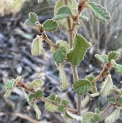 Pomaderris eriocephala (Woolly-head Pomaderris) at Bungendore, NSW - 12 Jul 2023 by JaneR