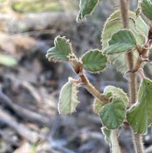 Pomaderris eriocephala at Bungendore, NSW - 12 Jul 2023