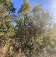 Exocarpos cupressiformis (Cherry Ballart) at Sutton Forest, NSW - 2 Jul 2023 by Tapirlord