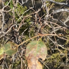 Hardenbergia violacea (False Sarsaparilla) at Sutton Forest, NSW - 2 Jul 2023 by Tapirlord