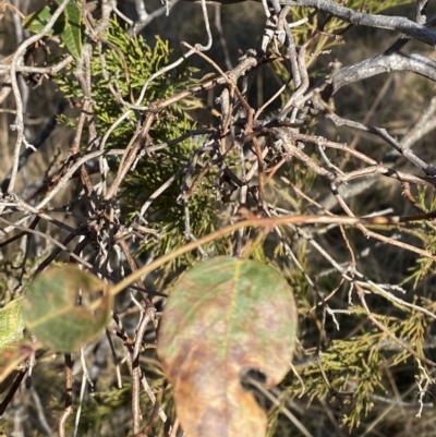 Hardenbergia violacea (False Sarsaparilla) at Sutton Forest, NSW - 2 Jul 2023 by Tapirlord