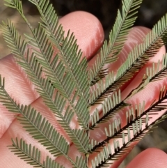 Acacia decurrens (Green Wattle) at Sutton Forest, NSW - 2 Jul 2023 by Tapirlord