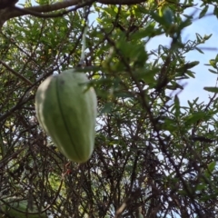 Araujia sericifera (Moth Plant) at Garran, ACT - 3 Aug 2023 by Mike