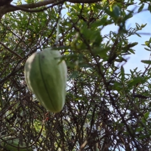 Araujia sericifera at Garran, ACT - 3 Aug 2023