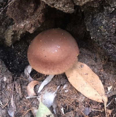 Unidentified Cap on a stem; gills below cap [mushrooms or mushroom-like] at Noosa Heads, QLD - 3 Aug 2023 by AliClaw