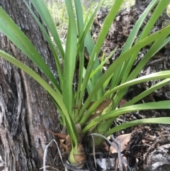 Cymbidium madidum (Banded Cymbidium) at Noosa Heads, QLD - 3 Aug 2023 by AliClaw