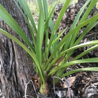 Cymbidium madidum (Banded Cymbidium) at Noosa Heads, QLD - 3 Aug 2023 by AliClaw