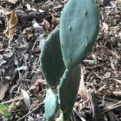Opuntia (genus) (Prickly Pears) at Cootharaba, QLD - 3 Aug 2023 by AliClaw