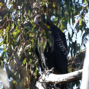 Aquila audax at Yarrow, NSW - suppressed