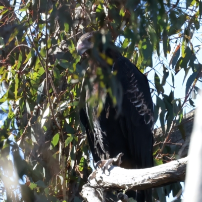 Aquila audax (Wedge-tailed Eagle) at Yarrow, NSW - 25 Jul 2023 by jb2602