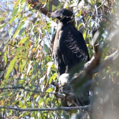 Aquila audax at Yarrow, NSW - suppressed