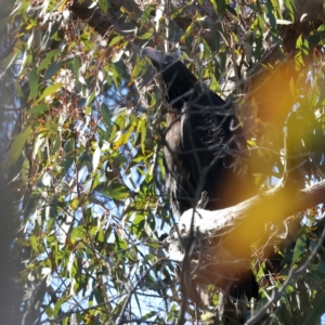 Aquila audax at Yarrow, NSW - suppressed