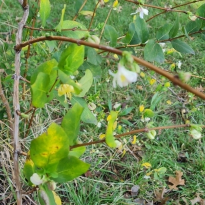 Lonicera fragrantissima (Winter Honeysuckle) at Phillip, ACT - 3 Aug 2023 by Mike